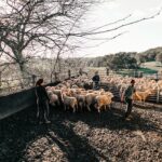 Faceless farmers walking sheep in enclosure in farmland